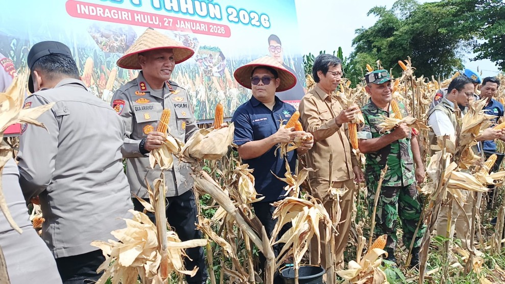 Perkuat Ketahanan Pangan, Polres Inhu-PT PAS Gelar Panen Raya Jagung Pipil