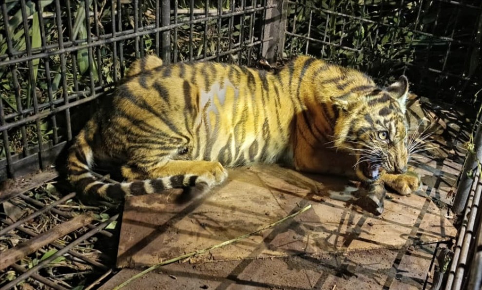 Sempat Memangsa Ternak Hingga Dekati Rumah Warga, Anak Harimau Akhirnya Berhasil Dievakuasi