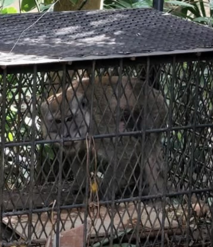 Monyet yang Bikin Warga Tembilahan Resah Berhasil Masuk Perangkap