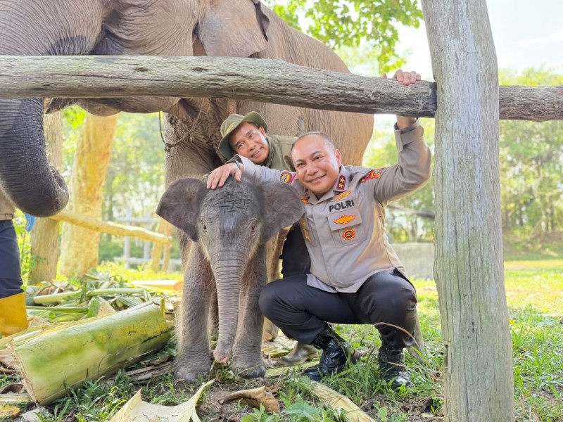 Kapolda Riau Beri Nama Anak Gajah Tesso Nilo “Nona Seroja”, Simbol Harapan Baru Konservasi
