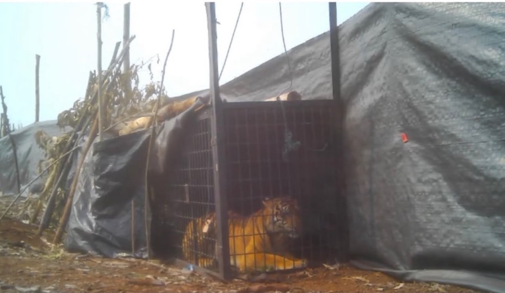 BBKSDA Riau Tangkap Harimau 2 Meter di Pelalawan, Dititipkan di Kasang Kulim