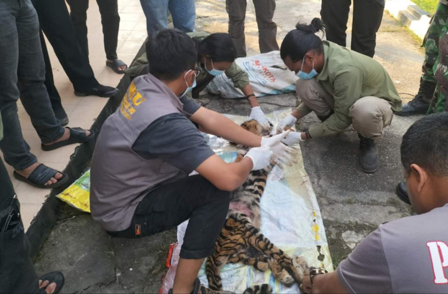 BBKSDA Riau Kecam Aksi Perburuan Harimau Sumatera di Rohul
