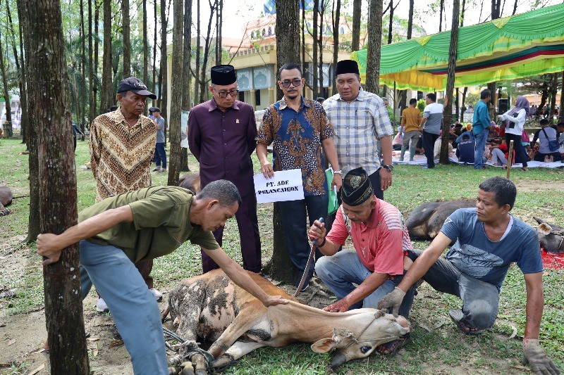 Tahun Ini Masjid Daarul Abrar DPRD Riau Sembelih 13 Sapi Kurban