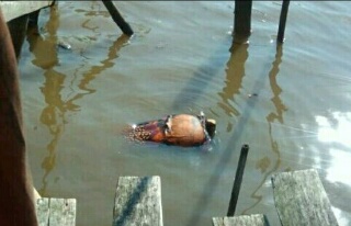 Hendak Buang Air, Bapak Ini Dikagetkan Mayat Perempuan Mengapung 