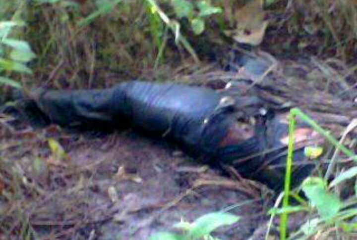 Sesosok Mayat Tergeletak di Perkebunan Sawit 