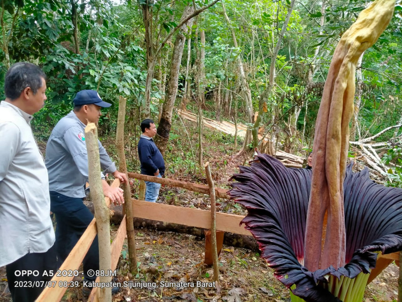 Bunga Bangkai Mekar Sempurna di Sijunjung Sumbar, Keluarkan Bau Menyengat Sampai 100 Meter