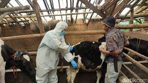 Presiden Jokowi Minta Wabah PMK Ditangani Seperti Covid-19