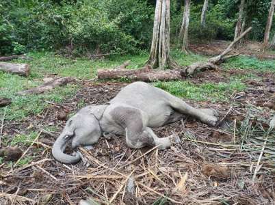 Diduga Terserang Virus, Anak Gajah Ditemukan Mati Tergeletak