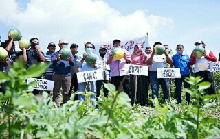 Bupati Siak Bupati Hadiri Panen Semangka Petani Tualang 