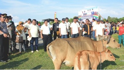 Bupati Canangkan Upaya Khusus Sapi Induk Wajib Bunting di Sei Selari