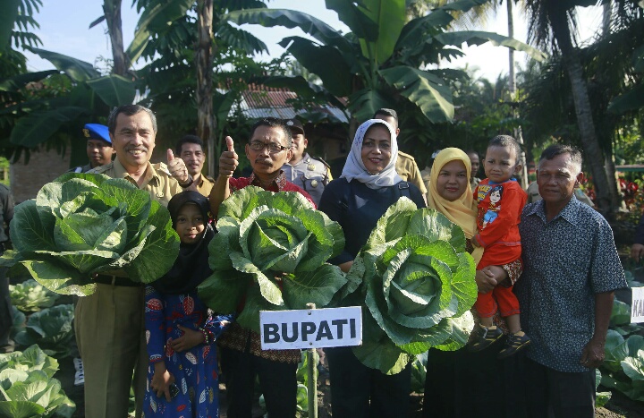 Syamsuar panen Kubis di Dayun