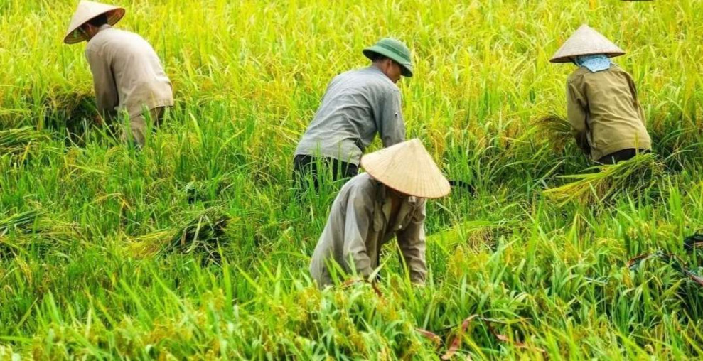 Nilai Tukar Petani Provinsi Riau Turun 0,33 Persen pada Februari 2025