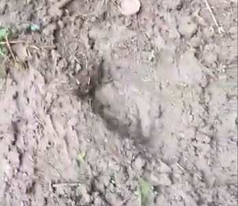 Mengejutkan! Diduga HP Milik Korban Pembunuhan Sadis di Pangean Dikubur Samping Rumah Warga