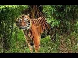 Ini Analisa BBKSDA Riau Soal 2 Harimau Terkam Sapi Warga di Teluk Meranti