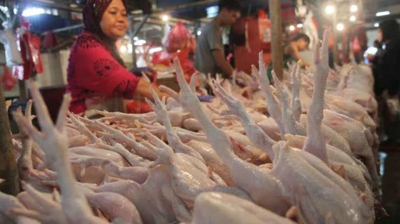 Sudah Sebulan Lebih Harga Ayam Potong di Riau Tak Kunjung Turun, di Siak Tembus Rp48 Ribu Per Kg