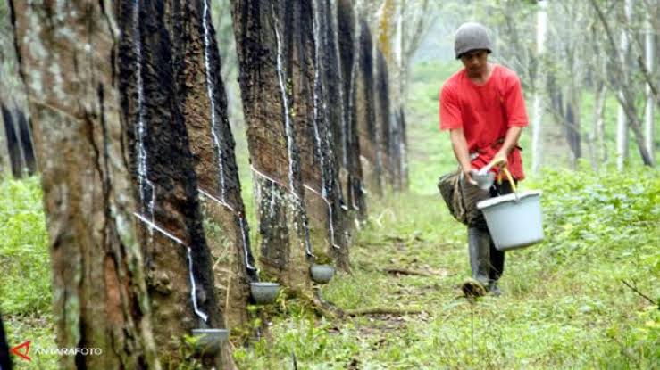 Harga Karet di Riau Belum Stabil