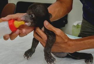 Terpisah dari Induknya, Pekerja Perusahaan Selamatkan Bayi Beruang Madu Lucu 