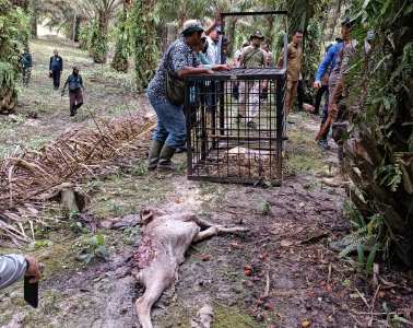 Harimau Berkeliaran di Kebun PTPN V, Terkam 2 Ekor Sapi 