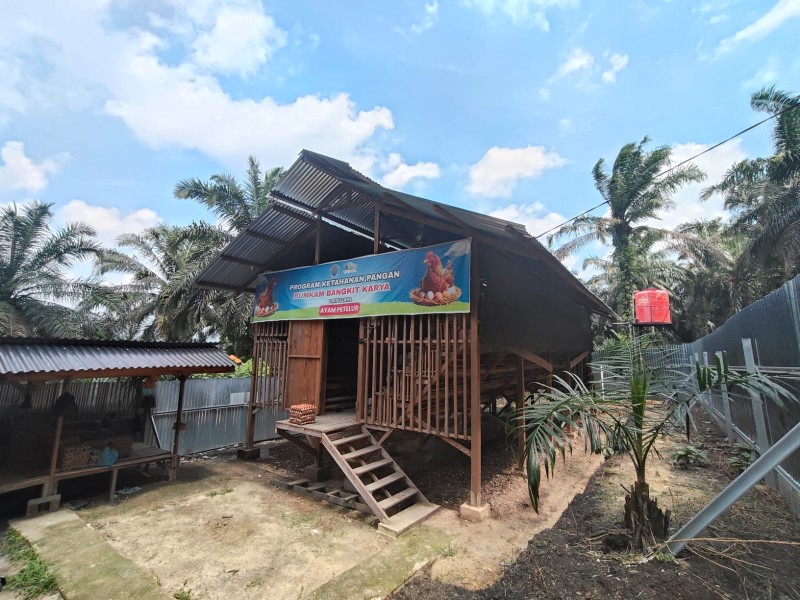 Program Ketahanan Pangan BUMKam Bangkit Karya Berbuah Hasil, Usaha Ayam Petelur Tingkatkan PAK Kerinci Kanan