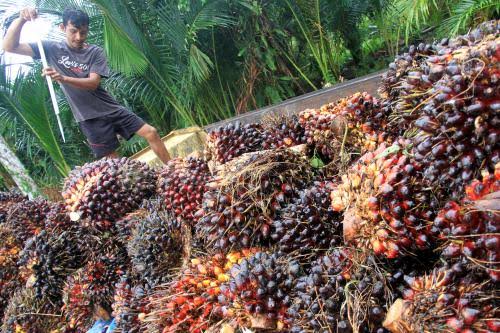 Sepekan kedepan Harga TBS Kelapa Sawit Mitra Swadaya Naik Rp 3.616,46/Kg