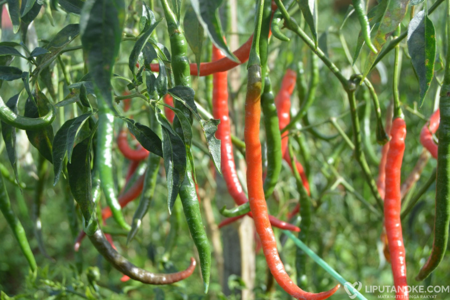 Pemko Pekanbaru Galakkan Gerakan Menanam Cabai dan Pekanbaru Bertani