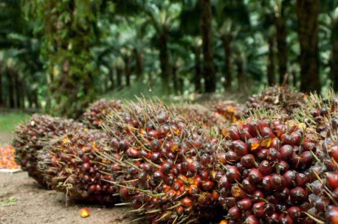 Alhamdulillah, Sepekan Kedepan Harga TBS Mitra Plasma Riau Naik, Ini Rincian Harganya