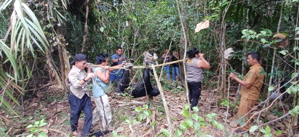 BBKSDA Riau Selamatkan Beruang Madu Betina Terjerat di Kebun Warga