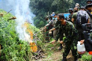 BNN Temukan Ladang Ganja di Pegunungan Leuser Aceh