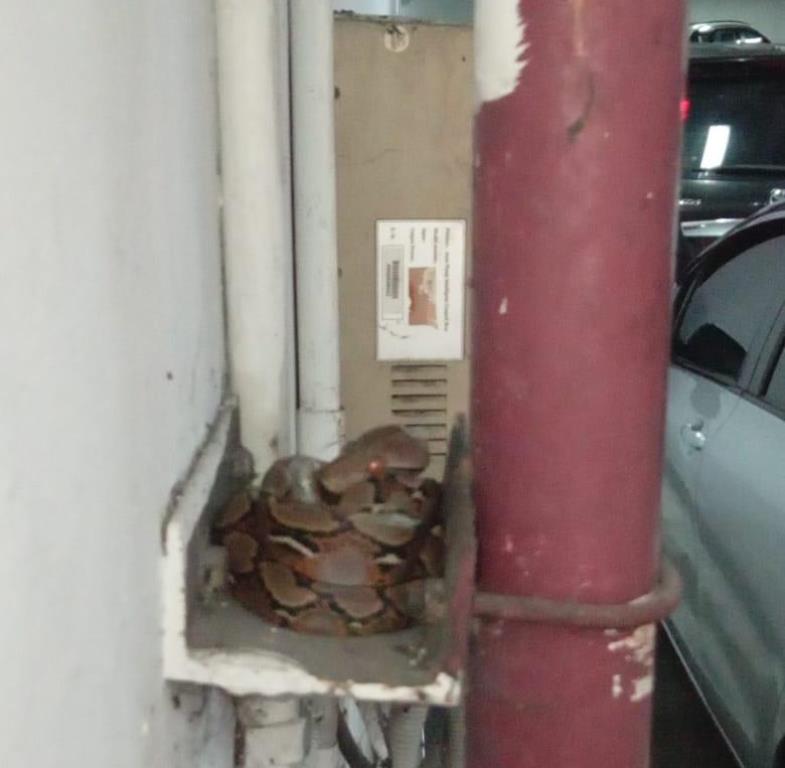 Heboh Banyak Ular di Basement Lantai 9 Kantor Gubernur Riau, Pegawai Mengaku Resah