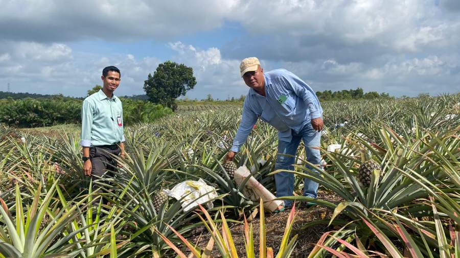 Lewat Pembiayaan MKM BRK Syariah, Usaha Perkebunan Warga Bintan Ini Berkembang Hingga Mencapai 20 Hektar
