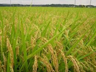 Dinas Pertanian Kuansing Salurkan Benih Padi Varietas PB-42 Sebanyak 37.5 Ton Untuk Petani