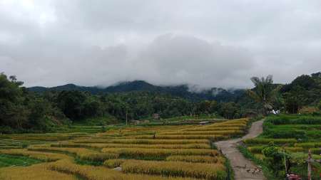 Harga Gabah Petani Dijual Murah, DPR RI: Kerja Bapanas Itu Apa Sih? 