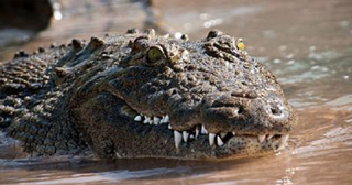 Saat Mandi, Warga Teluk Pauh Pangean Kuantan Singingi Diserang Buaya
