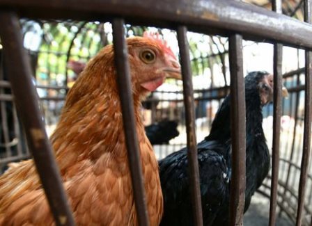 Diduga Terpapar Flu Burung, Ratusan Ayam Mendadak Mati di Kampar, Dokter: Cuci Tangan!