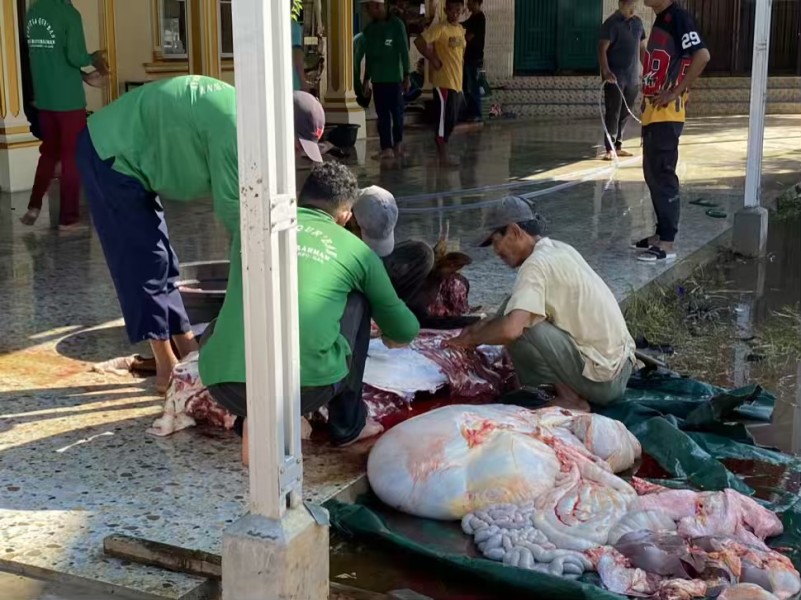 Indahnya Berbagi, 8 Sapi dan 4 Kambing Diqurbankan di Surau Baiturrahman Teluk Pinang
