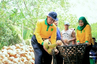 Kabupaten Inhil, Negeri Hamparan Kelapa dan International Coconut Exhibition