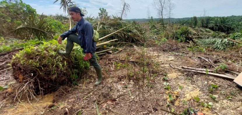 Habitat Gajah di TNTN Jadi Lahan Sawit, Menteri ATR: Kita Cabut Sertifikatnya