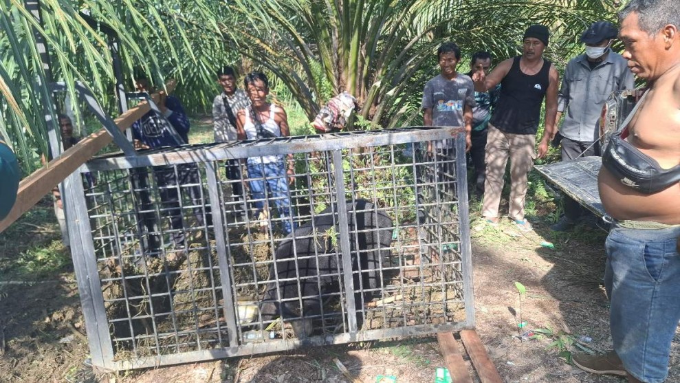 Sempat Masuk ke Pemukiman Warga di Kampar, Beruang Madu Jantan Berhasil Dievakuasi