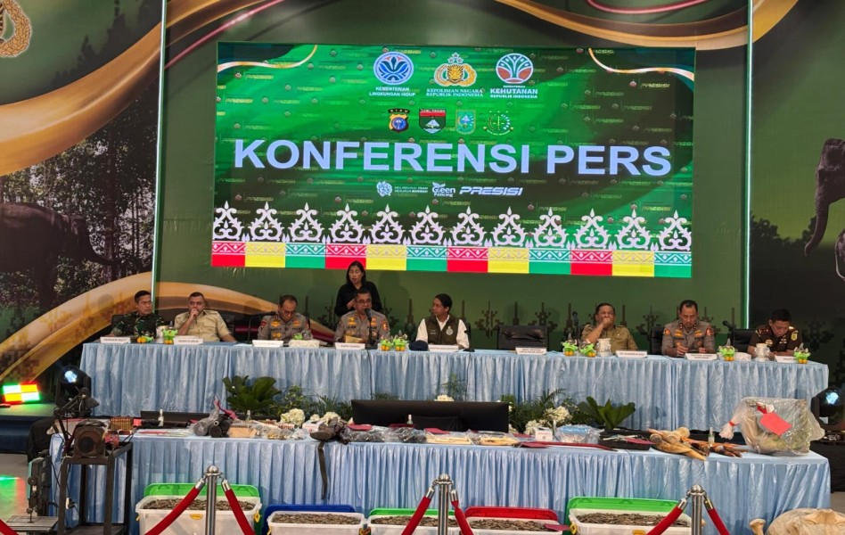 Jaringan Perburuan Gajah Sumatera di Pelalawan Terbongkar, 15 Tersangka Diamankan