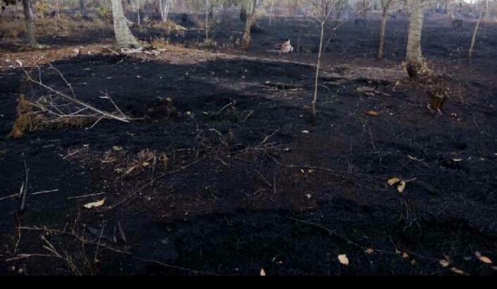 50 Hektare Lahan di Desa Telesung Berwarna 'Hitam' Akibat Karhutla