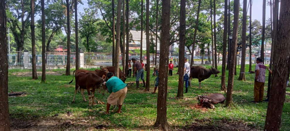 Masjid Daarul Abrar DPRD Riau Potong 13 Ekor Hewan Kurban