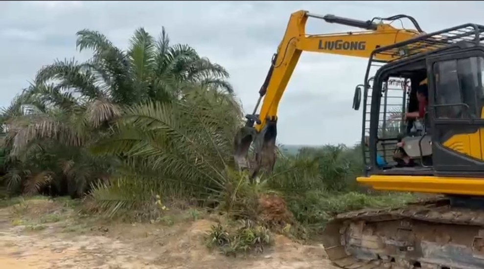 Diduga Milik Oknum DPRD Riau, Kebun Sawit 311 Hektar Ditumbangkan Satgas