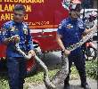 Resah, Ular Sanca Sepanjang 3,5 Meter Mangsa Ternak Warga