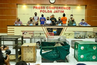 Burung Cendrawasih Dibandrol Rp.20 Juta, Dua Orang Diamankan Polisi