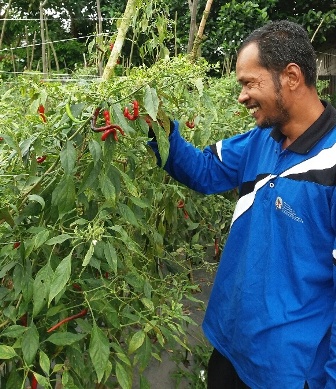 Setiap Panen Cabai Petani Kuansing Ini Raih Omset Rp 65 Juta 