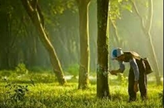 Petani Gembira, Harga Karet Di Kuansing Mulai Merangkak Naik