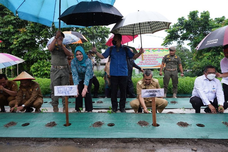 Gerakan Tanam Cabai di Perkarangan Diharapkan Jadi Trigger Pengendalian Inflasi di Riau