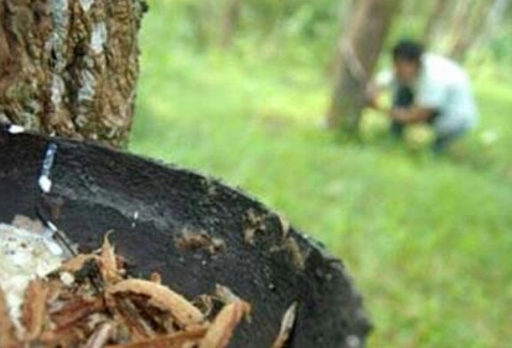 Petani Lega, Harga Karet Di Kuansing Capai 9.700 Rupiah Perkilo