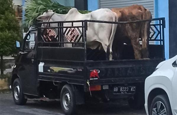 Maling Sapi di Rohul Ini Sempat Kejar-kejaran dengan Polisi, Akhirnya Menyerahkan Diri