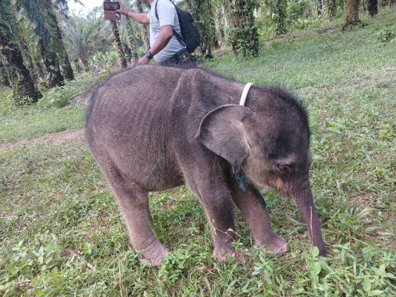 Usai Dirawat Intensif, Anak Gajah Sumatera Ditinggal Induknya Tak Terselamatkan